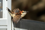 Rufous-backed Wren sunning itself, Rio Tarcoles, Costa Rica