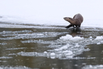 River Otter looks back, Yellowstone National Park, Wyoming
