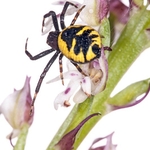 Crab spider (Synaema globosum)