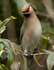 WAXWINGS (ww 14)