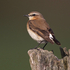 Wheatear