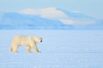Male Polar Bear, frozen fjord, Svalbard, Norway