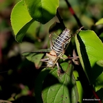 Other insects portfolio