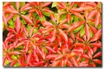 From Green To Red