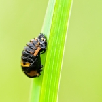 LadyBird Pupae