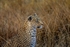 Wary Leopard