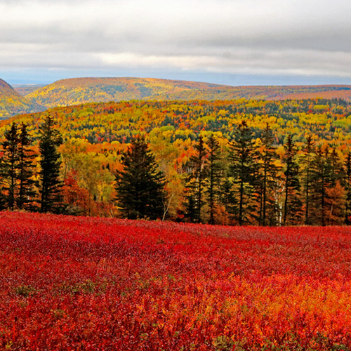Wild blueberry foliage combine with a vivid deciduous backdrop for a spectacular autumn vista.