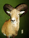 KOTZUR-RED SHEEP