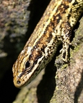 Viviparous Lizard (02)