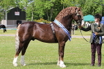 SIAL6160