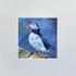 Lone Puffin