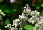 Marbled White