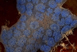 Botryllus schlosseri