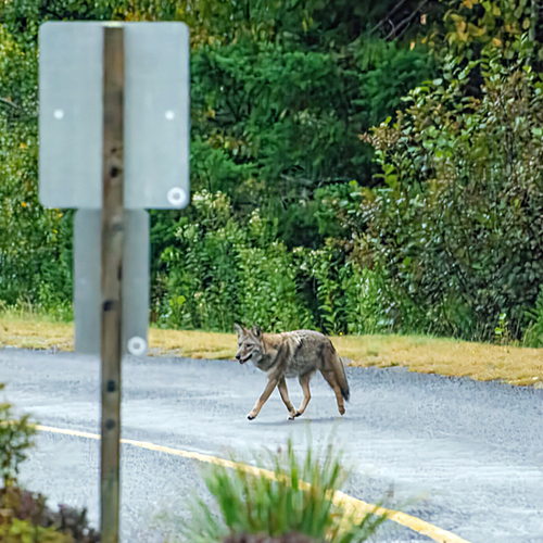 An Eastern Coyote makes its move across a roadway in Fundy-St. Martins, New Brunswick.