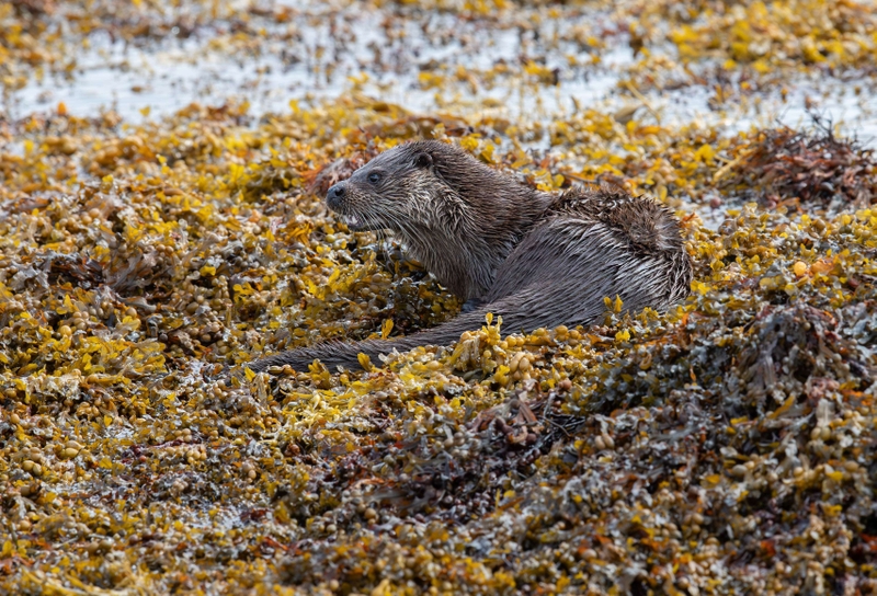 Eurasian Otter - Isle of Mull - Scotland