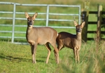 Roe Deer