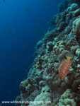 RS008: Coral Wrasse
