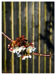 MU_042