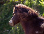 Exmoor pony