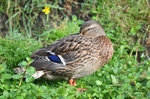 Mallard