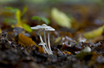Fungi, Cholmondeley Castle, Cheshire