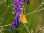 Essex Skipper