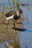 Lapwing chick on the Closes at Otmoor