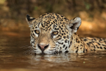 Female Jaguar cooling off in water, Corixo Negro, Mato Grosso, Brazil