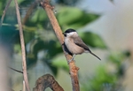 Marsh Tit
