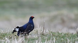 Teesdale  2018-04-16 18-35-07 