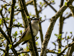 Male Blackcap