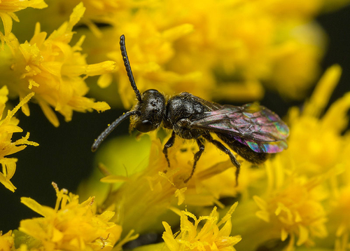 Sphecodes Bees