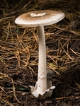 Grisette