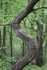 S Tree - Pentyrch Woods