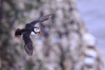 Puffin flying at Bempton Cliffs, Yorkshire, UK