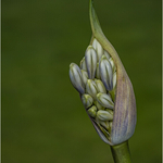 84 Agapanthus 2_
