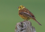 Yellowhammer