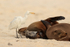 Cattle Egret examining Galapagos Sea Lions for insects, Espanola