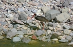 Black Stork