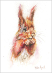 Red Squirrel