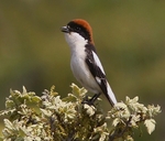 Woodchat Shrike