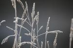 Winter plants_ FL078