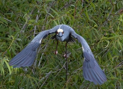 Yellow Crowned Night Heron _0005