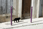 Tranquility cat