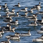 Black-necked Grebes (Podiceps nigricollis)