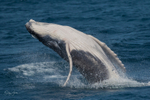 Breach 0A3A9884