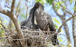 Plumbeus Ibis