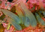 Ciona intestinalis