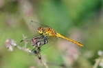Ruddy Darter