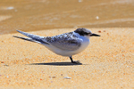 White-fronted Tern portfolio
